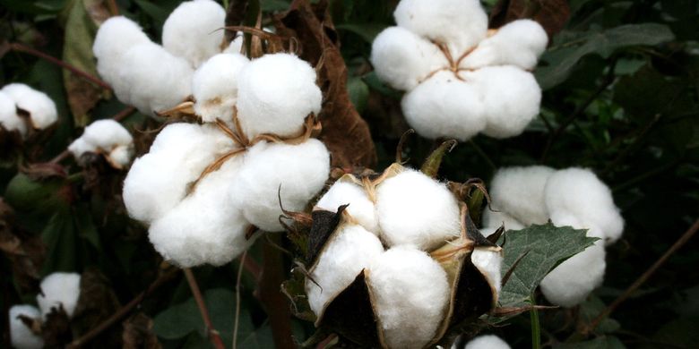Bahan-Bahan Umum Karpet Tebal